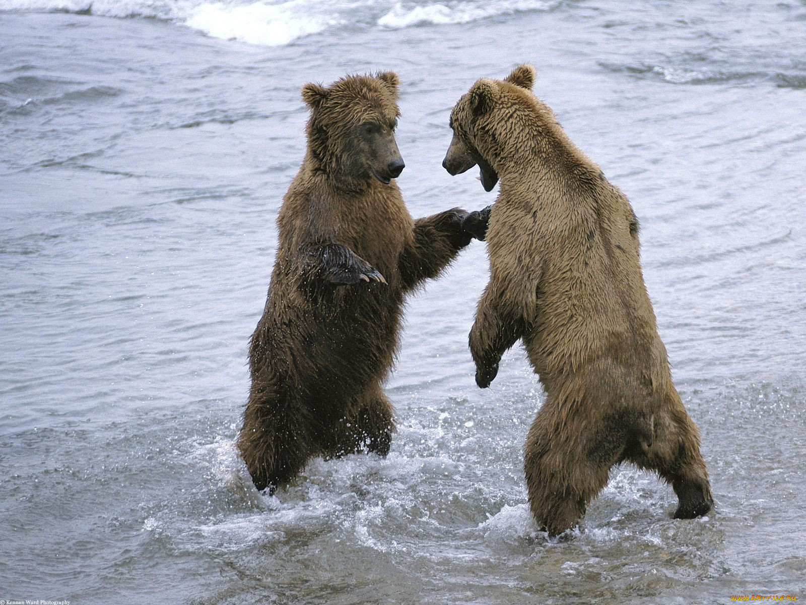 bear, boxing, , 